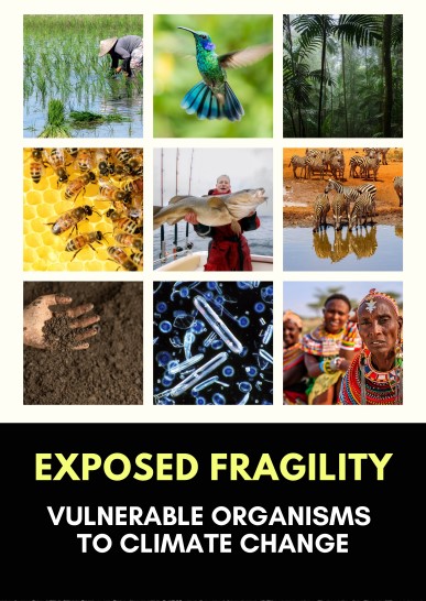 Portada de Exposed Fragility